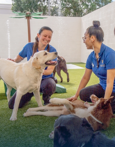 bluffton dog daycare staff caring for dogs