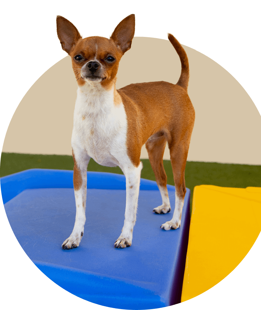 Luxury Dog Boarding Facility in Las Vegas Nevada