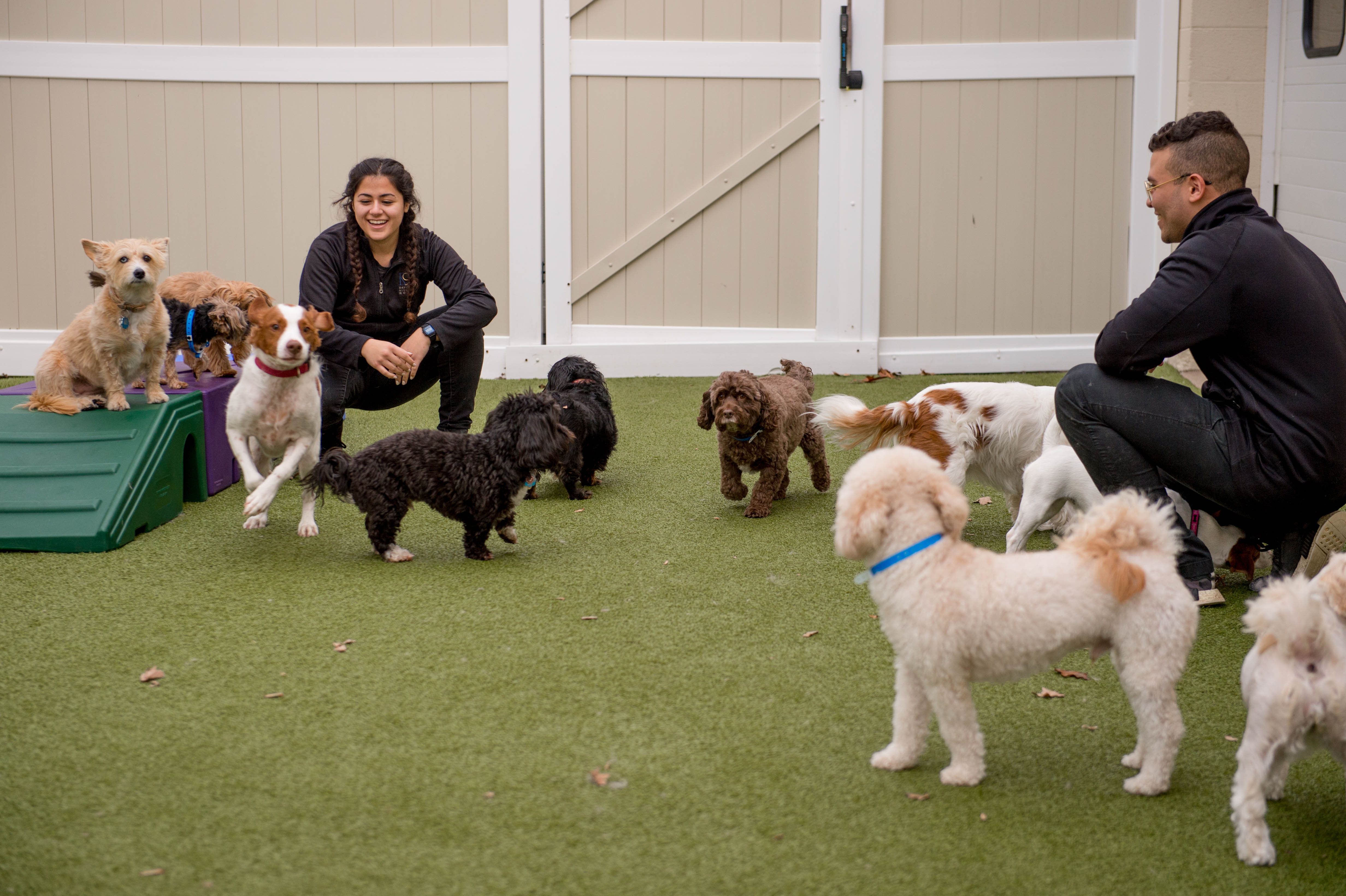 Dog Daycare Jobs in Fanwood
