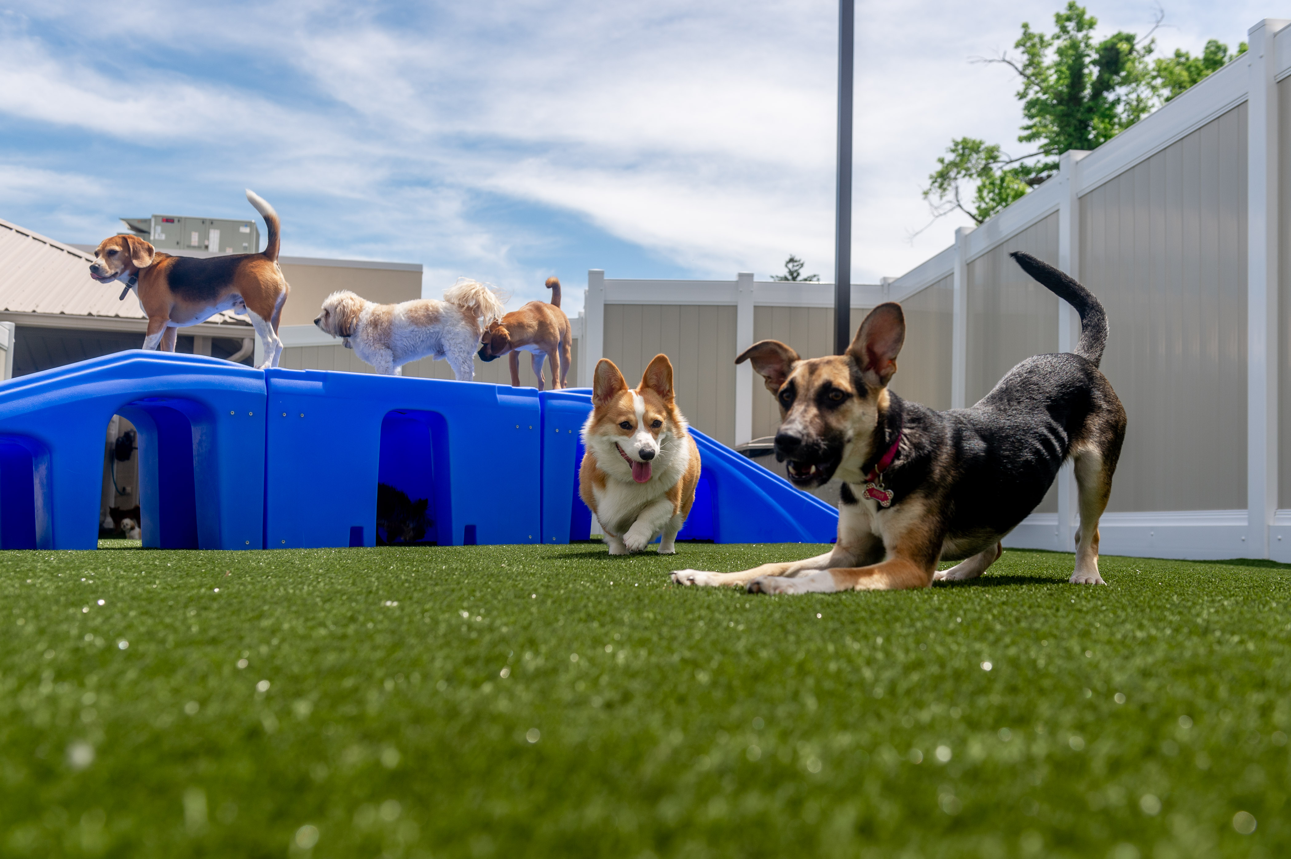 dogs-playing-in-courtyard-wellington-dog-daycare