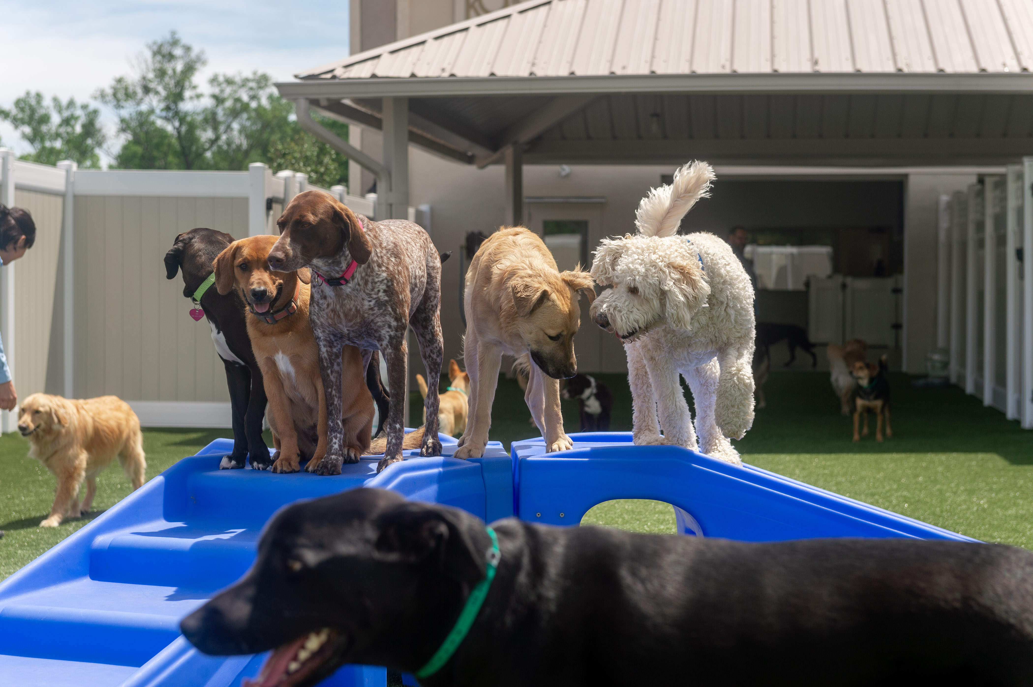 dogs-playing-in-lone-tree-dog-day-care-center-courtyard