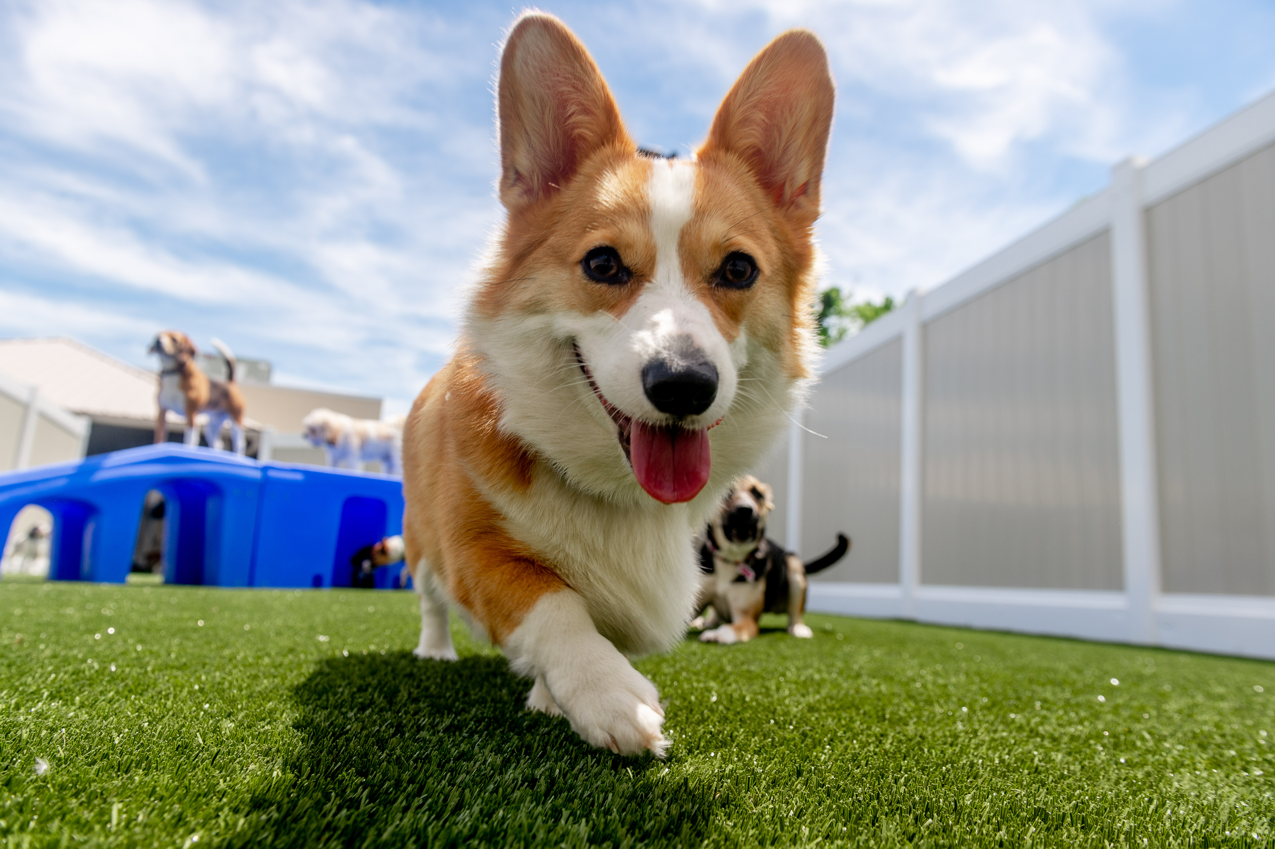 Dogs playing in outdoor play area during doggie day care