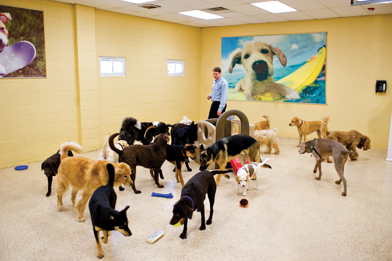 dog daycare