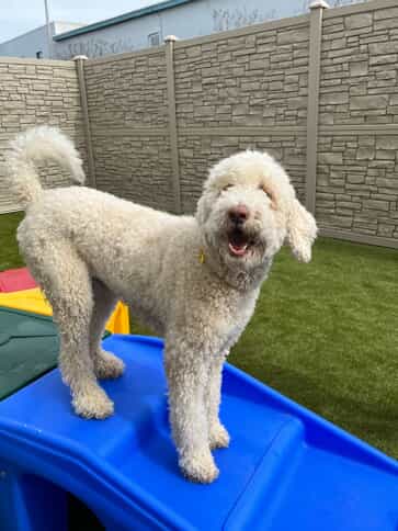 white-dog-on-playground-toy