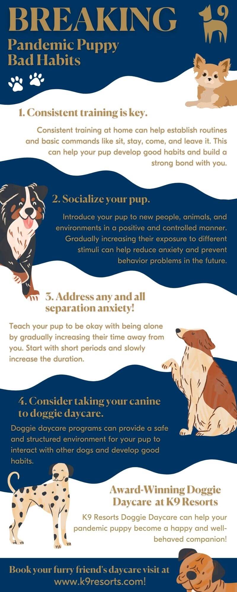 How to break pandemic dog habits