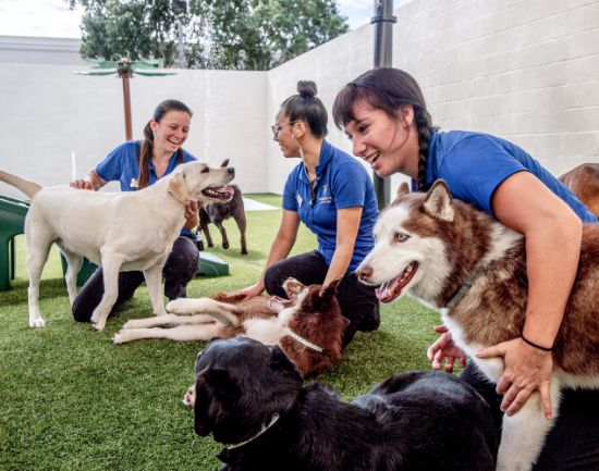Three K9 Resorts staff members playing with dogs at the K9 Resorts doggie daycare facility