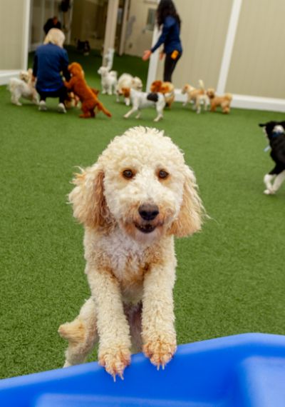 outdoor play area at doggy daycare for small dogs in apex nc