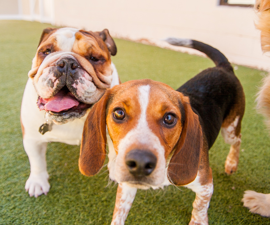 small dog daycare in fanwood, nj