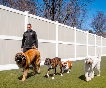 staff member walking with dogs at dog daycare with outdoor space bluffton sc