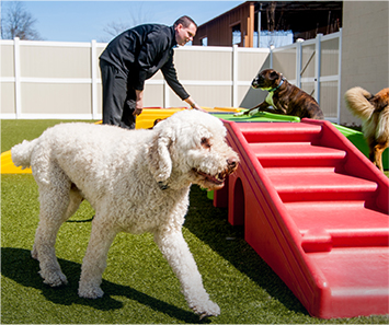 dogs-playing-in-courtyard-dog-boarding-quad-cities