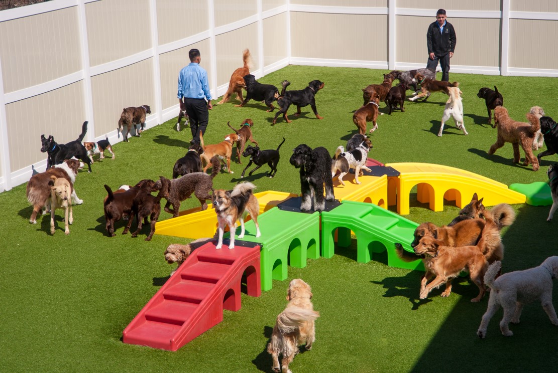 Dogs playing in an outside exercise area with toys