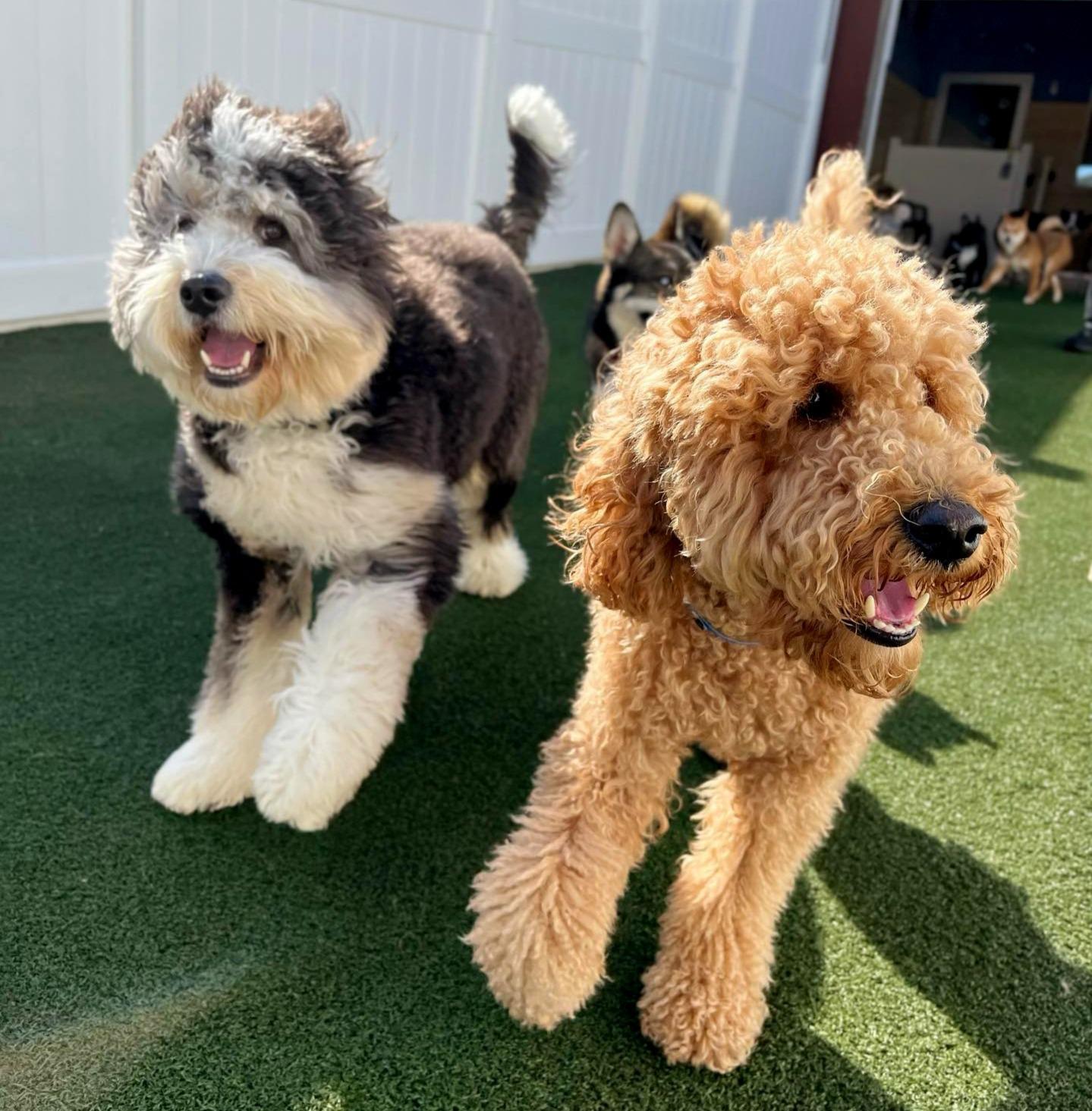 Two large dogs running