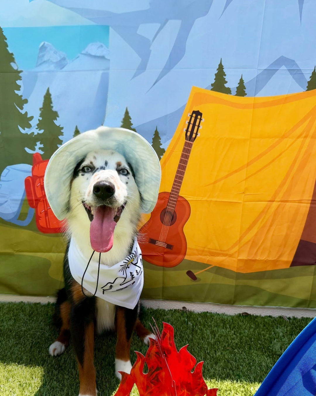K9 Resorts Lauches Summer Camp for Dogs This June