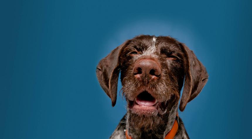 Can Dogs Have Allergies?