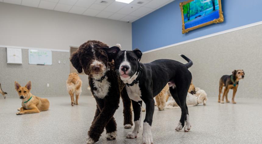 K9 Resorts Achieves Record Growth: Strategic Investments Propel Luxury Pet Care Expansion