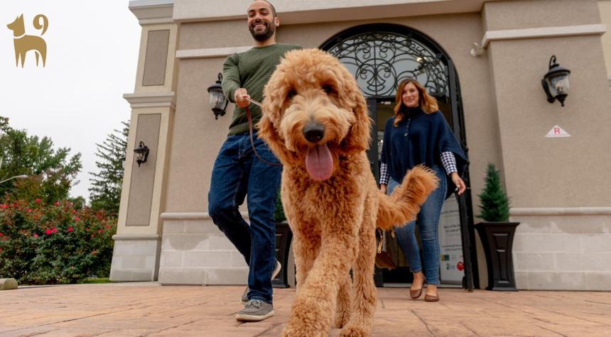The Benefits of Sending Your Dog to Daycare