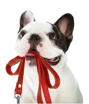 French Bulldog with red bow tie