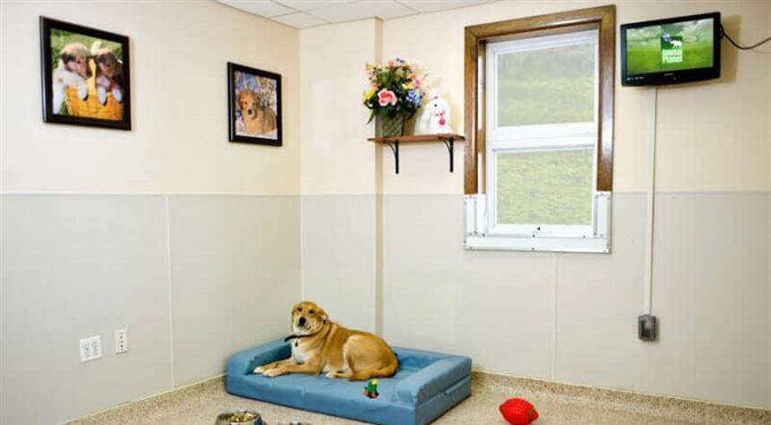 Redefining Luxury: K9 Pet Resorts Dog Boarding