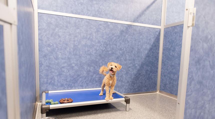 6 Reasons Why Boarding is the Best Option While You're On Vacation