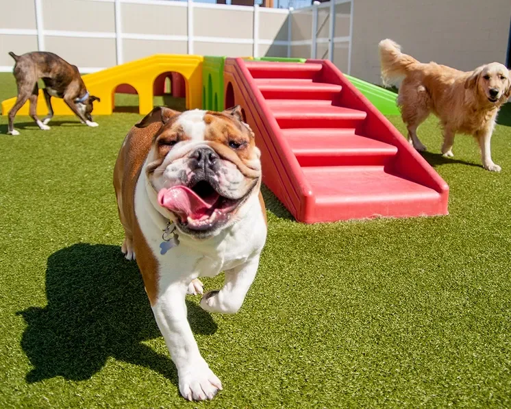 Small dog outside running towards camera with its tongue out
