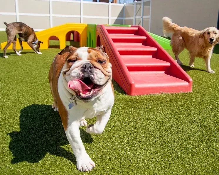 Dog walking towards camera with stairs behind