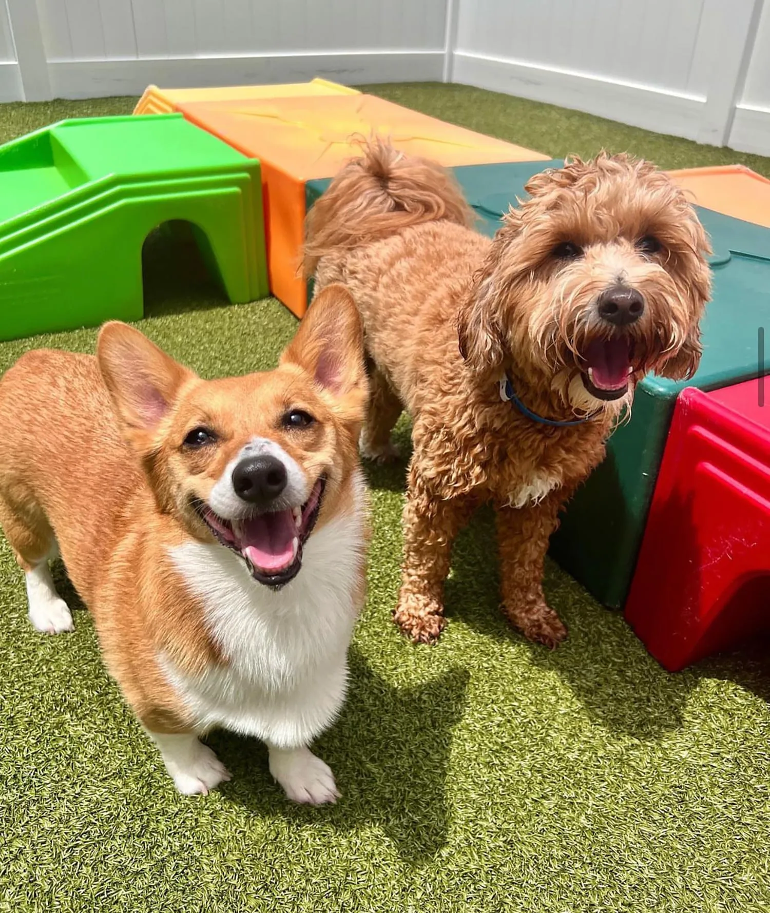 Old Photo of two kids with a dog
