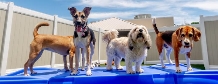 Dogs outside playing