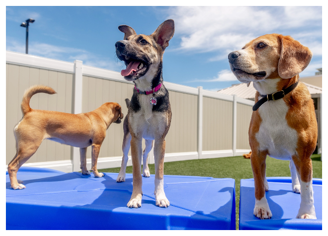 How Can I Improve My Dog Daycare Business?
