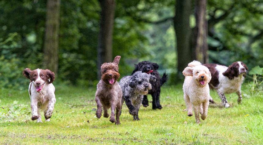 How do I choose the right dog breed for me?