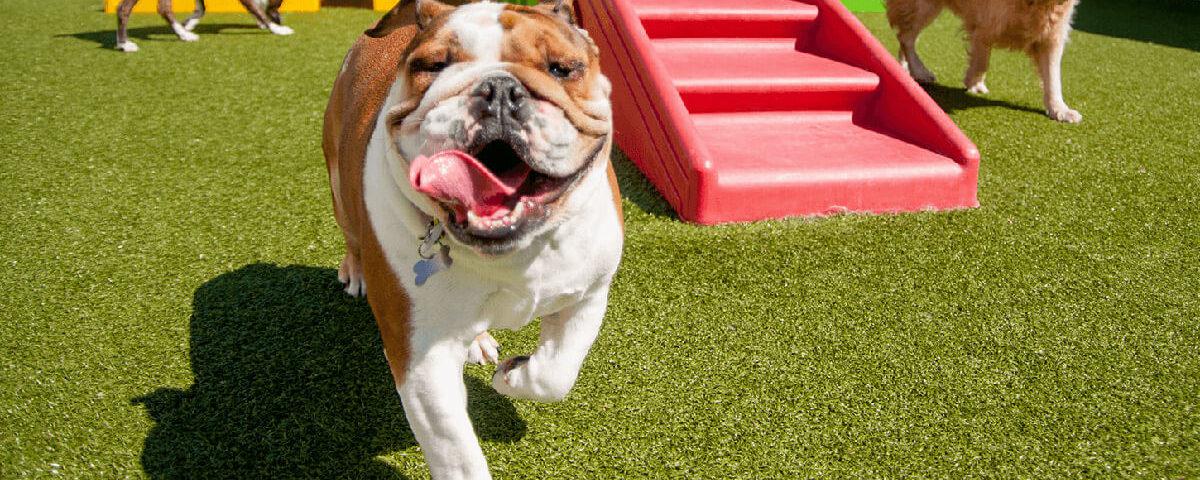 Why Is Dog Daycare Worth It?