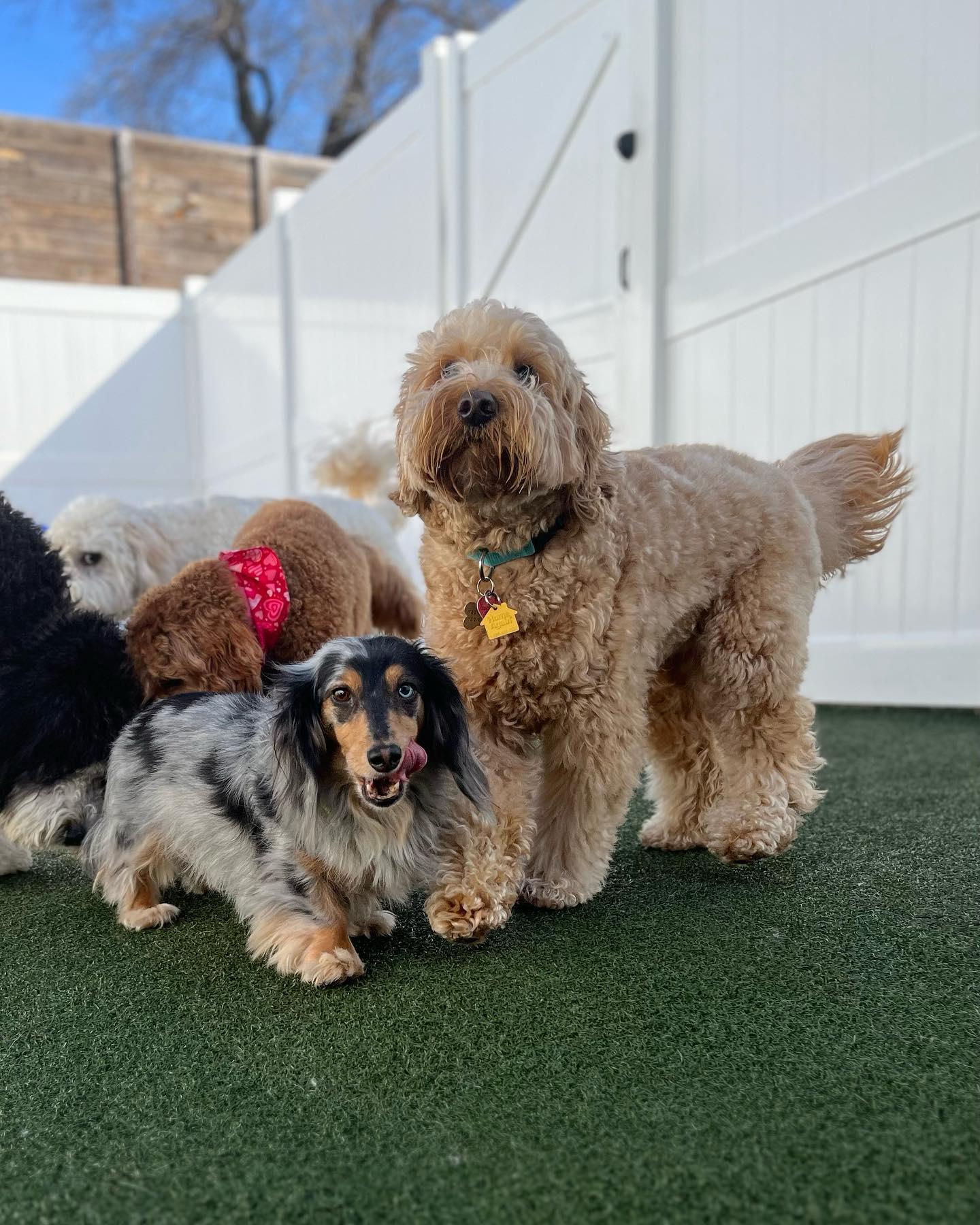 Dog standing with paws resting on a rail smiling