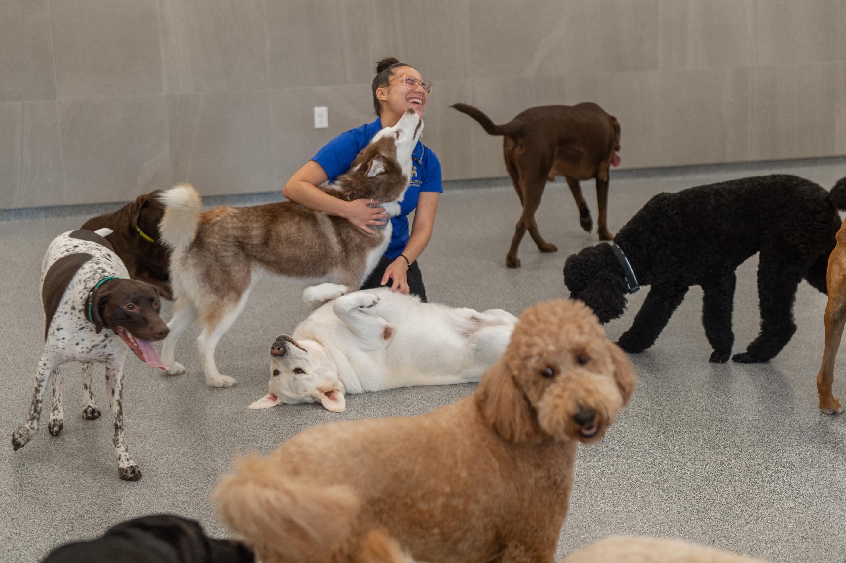 Dog outside looking at camera