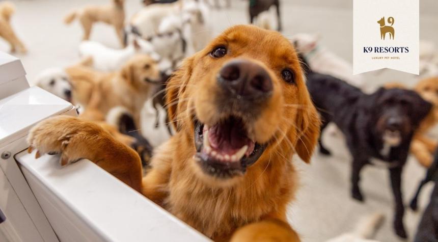Top Reasons Your Dog Will Love Day Care