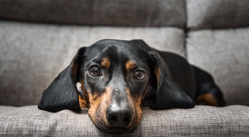 What are the Most Common Dog Diseases?