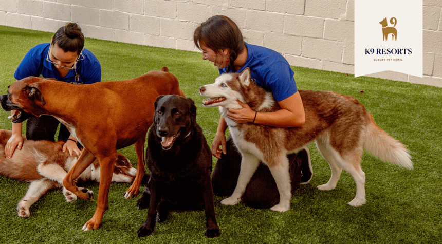 How Do I Know My Dog Likes Daycare?