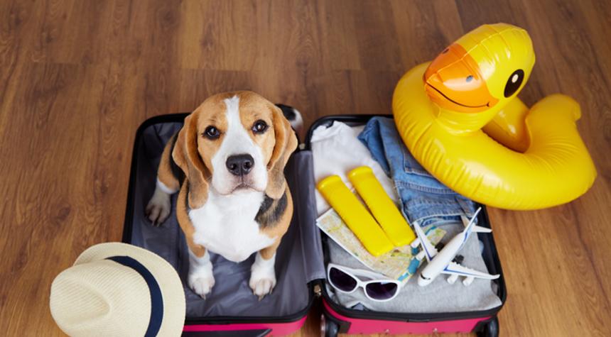 What Does My Dog Need to Feel Comfortable Away From Home?