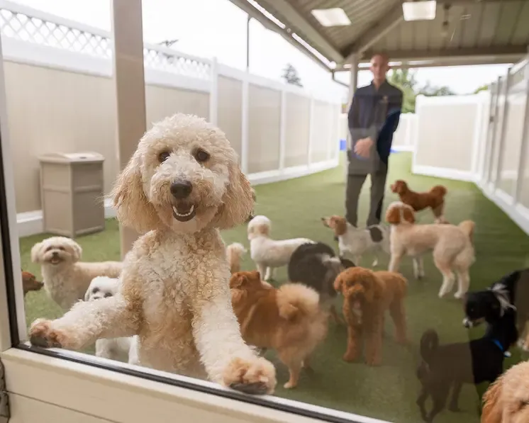 Group of dogs seen through window