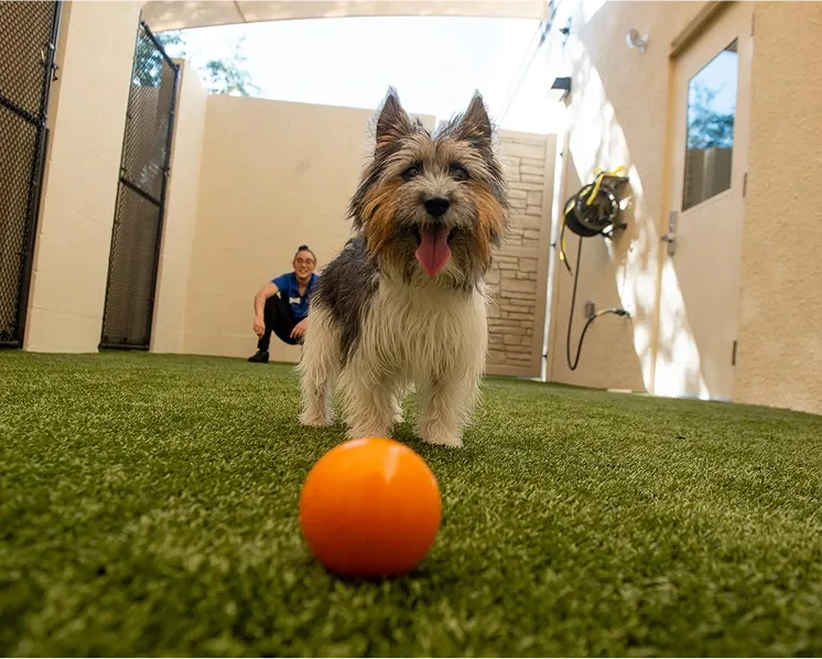 Small dog playing with orange ball on artificial turf at K9 Resorts facility