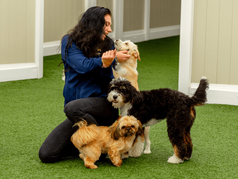 K9 Resorts Boarding for Dogs: First Time Prep Guide