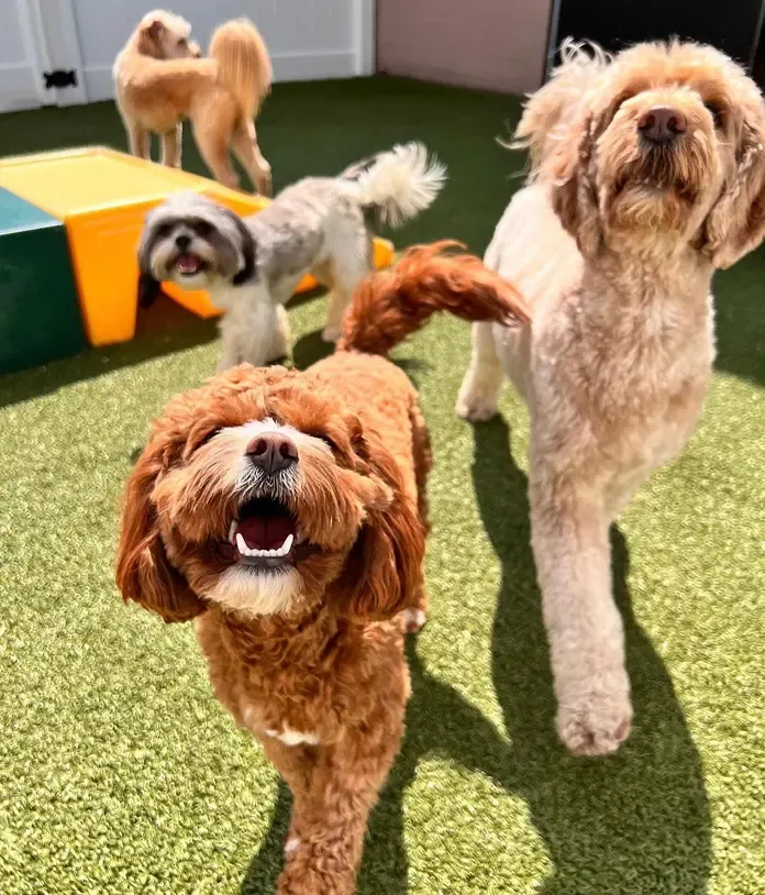 Dogs playing outside