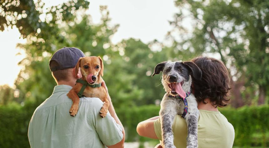 Making Sure Your Dog is Comfortable When You Get a Second Dog