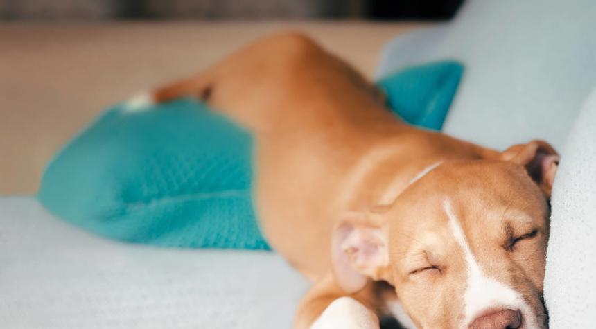 Do Dogs Dream? What Your Pup is Doing in Their Sleep