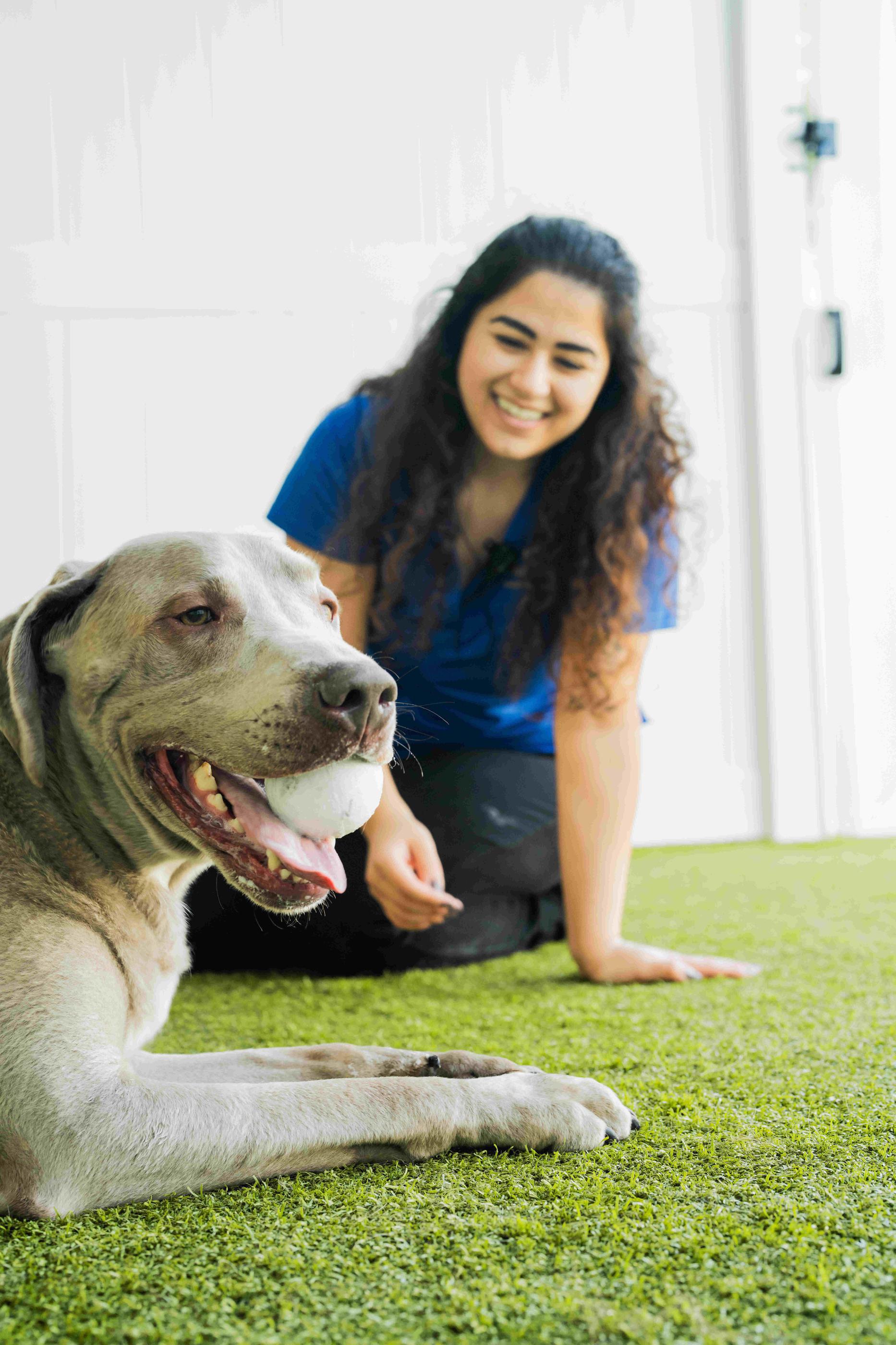 female trainer with grey dog