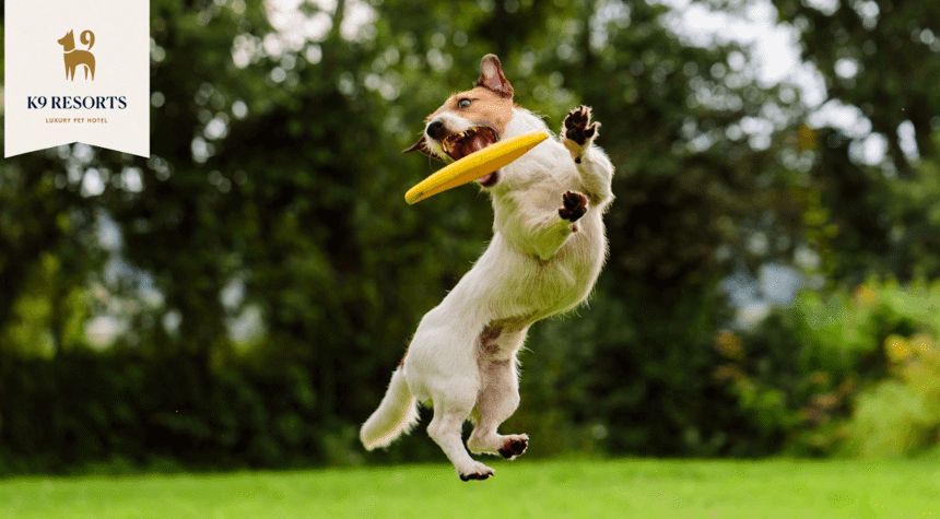 Enrichment Ideas for Your Dog