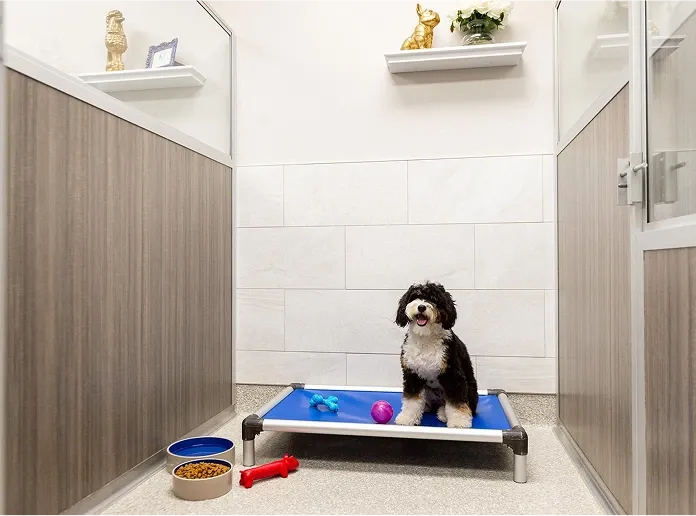 Small black and white dog sitting on bed in modern executive room