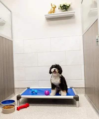 Small black and white dog in private executive room