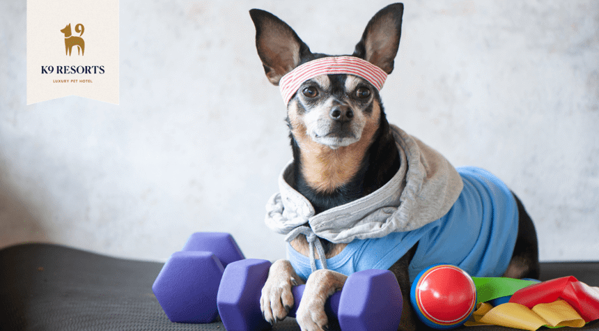 How much exercise does my dog need every day?