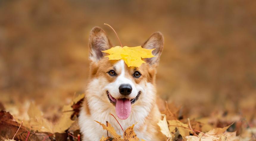 Easy Yard and Pet-Care Tasks to Simplify Late-Fall Weekends