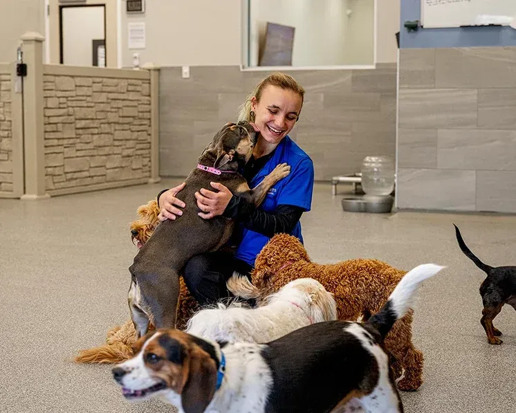 Dogs inside playing with caregiver