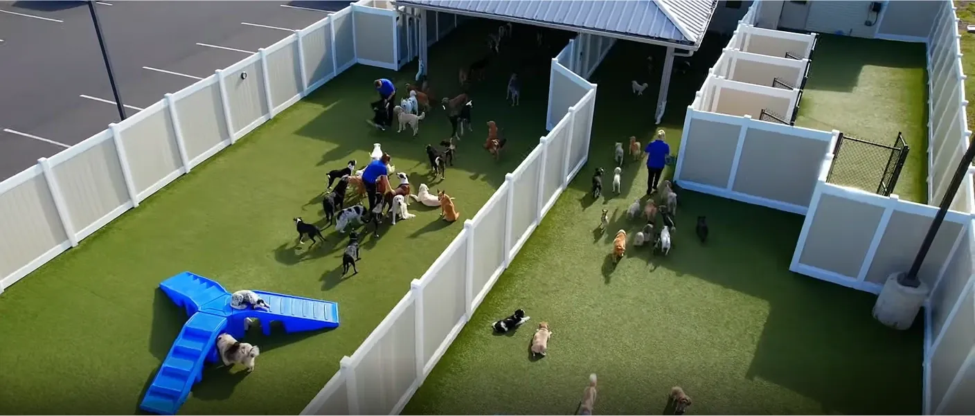 Dogs running and playing outside